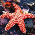 Patrick Star Atau Binatang Unik Bintang Laut