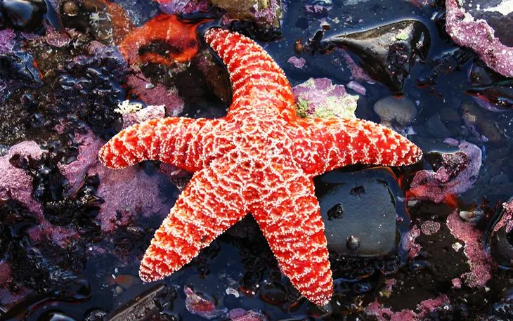 Patrick Star Atau Binatang Unik Bintang Laut