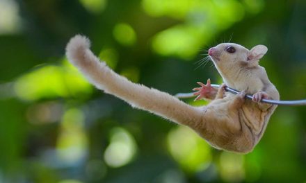 Hewan Kecil Unik Sugar Glider Yang Trend Di Pelihara