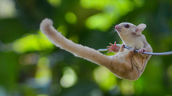 Hewan Kecil Unik Sugar Glider Yang Trend Di Pelihara