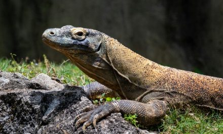 Reptil Besar Komodo Yang Bisa Lari Dengan Cepat