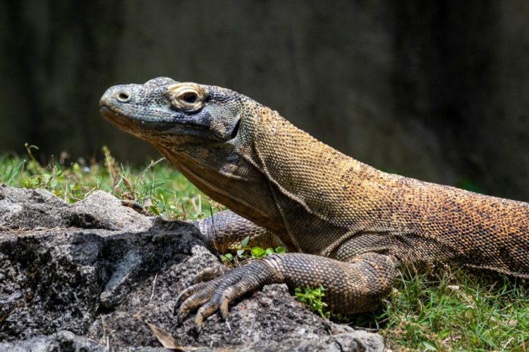 Reptil Besar Komodo Yang Bisa Lari Dengan Cepat