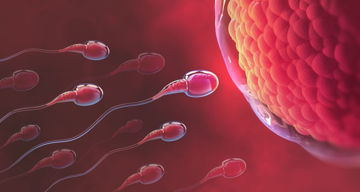 Pembuahan Jantan Oleh Sperma Pada Testis Seorang Pria