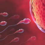 Pembuahan Jantan Oleh Sperma Pada Testis Seorang Pria