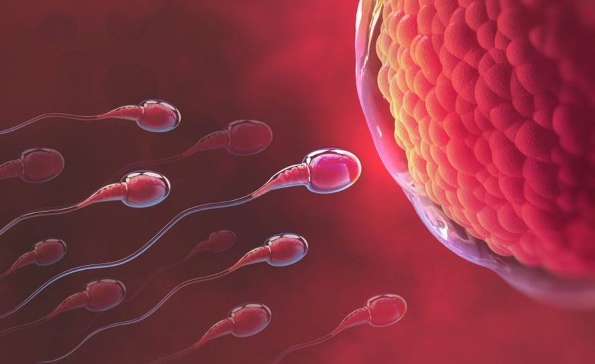 Pembuahan Jantan Oleh Sperma Pada Testis Seorang Pria