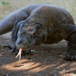 Sebuah Kadal Besar Komodo Yang Sangat Berbahaya