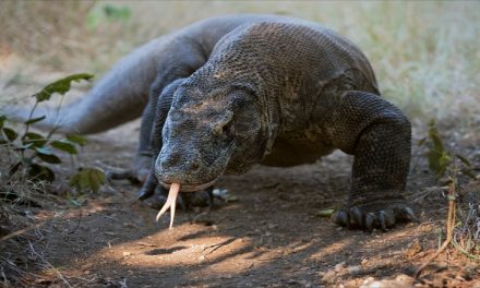 Sebuah Kadal Besar Komodo Yang Sangat Berbahaya
