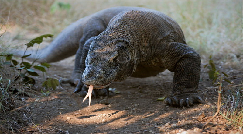 Sebuah Kadal Besar Komodo Yang Sangat Berbahaya