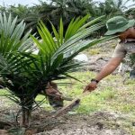 Penanaman Perkebunan Sawit Untuk Banyak Manfaat