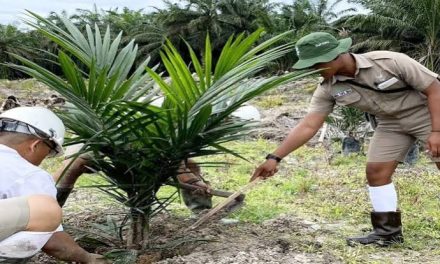 Penanaman Perkebunan Sawit Untuk Banyak Manfaat