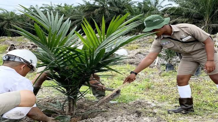 Penanaman Perkebunan Sawit Untuk Banyak Manfaat