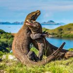 Hewan Varanus Komodoensis Atau Reptil Besar Komodo