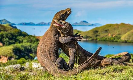 Hewan Varanus Komodoensis Atau Reptil Besar Komodo