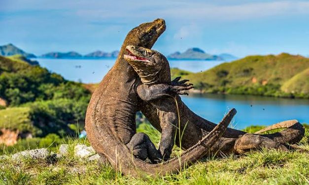 Hewan Varanus Komodoensis Atau Reptil Besar Komodo