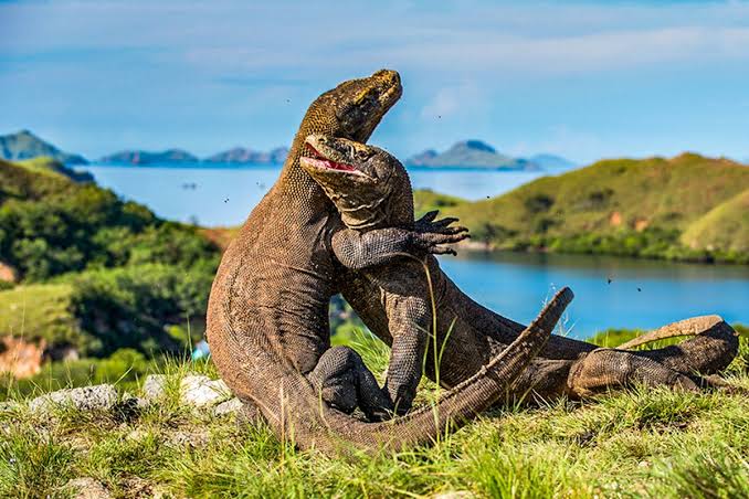 Hewan Varanus Komodoensis Atau Reptil Besar Komodo