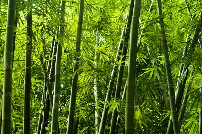 Tumbuhan Besar Bambu Yang Memiliki Batang Panjang