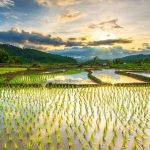 Lahan Pertanian Sawah Dengan Menghasilkan Beras