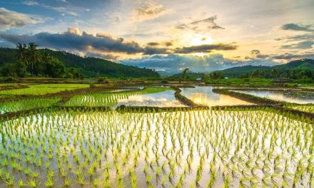 Lahan Pertanian Sawah Dengan Menghasilkan Beras