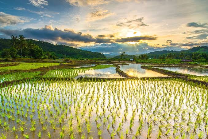 Lahan Pertanian Sawah Dengan Menghasilkan Beras